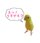 いやしのマメルリハ（個別スタンプ：12）