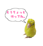 いやしのマメルリハ（個別スタンプ：15）