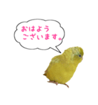いやしのマメルリハ（個別スタンプ：16）