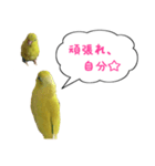 いやしのマメルリハ（個別スタンプ：17）