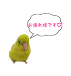 いやしのマメルリハ（個別スタンプ：18）