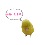 いやしのマメルリハ（個別スタンプ：19）