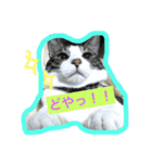 こたこたこーちゃん（個別スタンプ：1）