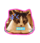 こたこたこーちゃん（個別スタンプ：5）