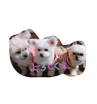 ICHIAZUMAA（個別スタンプ：3）