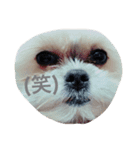 ICHIAZUMAA（個別スタンプ：7）
