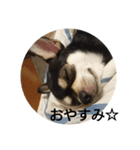 レオンとあずき（個別スタンプ：6）