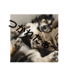 レオンとあずき（個別スタンプ：7）