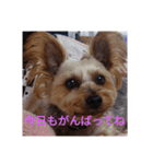 幸せワンコレオちゃん（個別スタンプ：3）