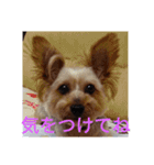 幸せワンコレオちゃん（個別スタンプ：4）