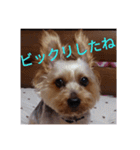 幸せワンコレオちゃん（個別スタンプ：5）
