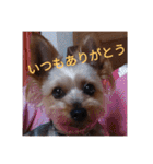 幸せワンコレオちゃん（個別スタンプ：7）