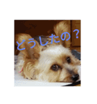 幸せワンコレオちゃん（個別スタンプ：10）