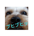 幸せワンコレオちゃん（個別スタンプ：12）