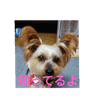 幸せワンコレオちゃん（個別スタンプ：13）