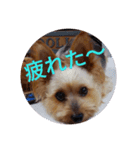 幸せワンコレオちゃん（個別スタンプ：22）