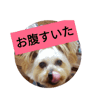 幸せワンコレオちゃん（個別スタンプ：24）