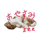 ニャンコすたんぷ（個別スタンプ：4）