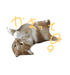ニャンコすたんぷ（個別スタンプ：6）