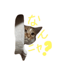 ニャンコすたんぷ（個別スタンプ：8）