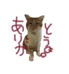 ニャンコすたんぷ（個別スタンプ：9）