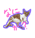 ニャンコすたんぷ（個別スタンプ：10）