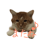 ニャンコすたんぷ（個別スタンプ：11）