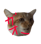 ニャンコすたんぷ（個別スタンプ：13）