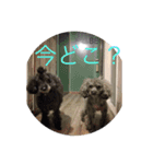 犬言葉（個別スタンプ：2）