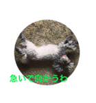 犬言葉（個別スタンプ：3）
