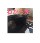 犬言葉（個別スタンプ：4）