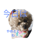 犬言葉（個別スタンプ：5）