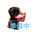 犬言葉（個別スタンプ：6）