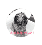犬言葉（個別スタンプ：7）