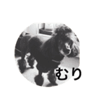 犬言葉（個別スタンプ：8）