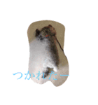 犬言葉（個別スタンプ：10）