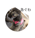 犬言葉（個別スタンプ：11）