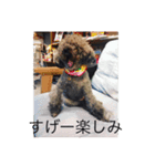 犬言葉（個別スタンプ：12）