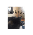犬言葉（個別スタンプ：13）