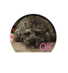 犬言葉（個別スタンプ：14）