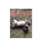 犬言葉（個別スタンプ：15）