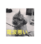 犬言葉（個別スタンプ：16）