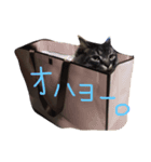 たまの言葉（個別スタンプ：8）