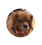 Cava Dog（個別スタンプ：1）