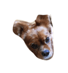 Cava Dog（個別スタンプ：2）