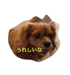 Cava Dog（個別スタンプ：3）