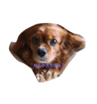 Cava Dog（個別スタンプ：4）