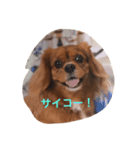 Cava Dog（個別スタンプ：5）