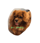 Cava Dog（個別スタンプ：6）