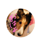 SHION's life.（個別スタンプ：1）